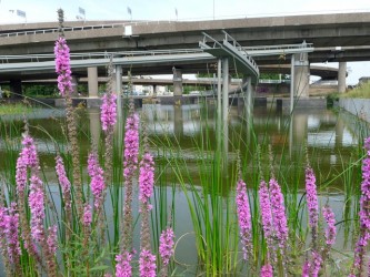 Observatorium - Die bocht, Kleinpolderplein – ROTTERDAM - bocht kattestaart